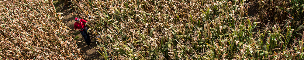 Corn and Soybean Performance Trials