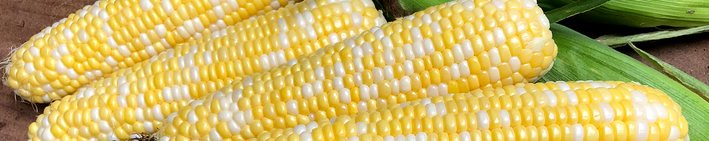 Four ears of bi-color sweet corn on a table