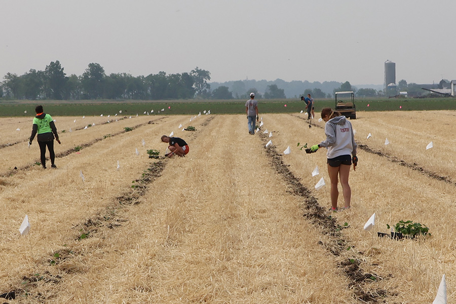 Photo of four high school students planting pumpkin transplants into a field.
