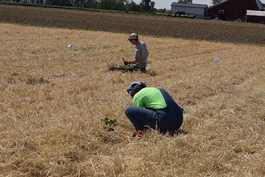 Two of members of our summer crew transplanting pumpkins in to a straw-stubble covered field.
