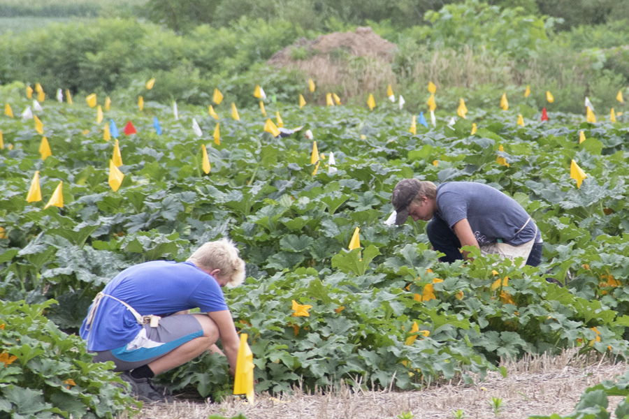 Photo of two high school-age boys pollinating pumpkins in our breeding nursery.