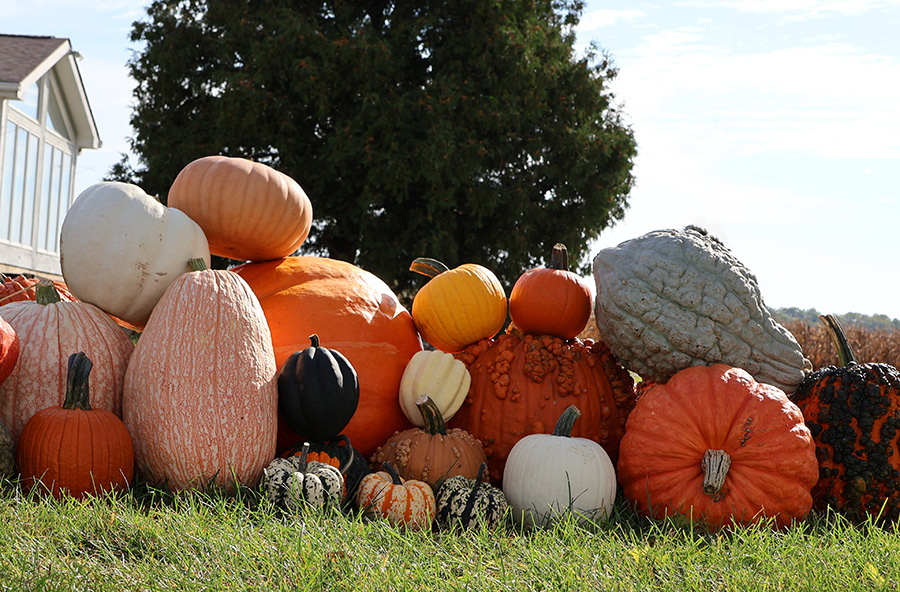 A group of Rupp pumpkins piled on the grass with a blue sky in the background.