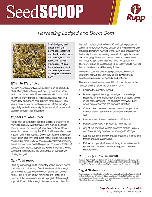 Screen shot image of SeedSCOOP publication discussing harvesting lodged and down corn.