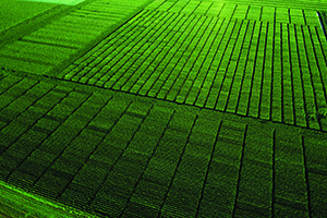 Image showing aerial view of replicated corn test plots
