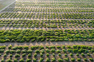 An ariel view of a pumpkin field before the pumpkins are visible.