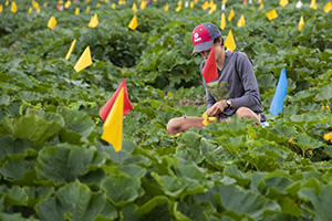 Photo of a female pollinating pumpkins in a breeding nursery.