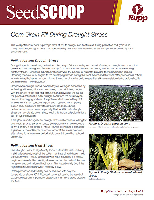 Screen shot image of SeedSCOOP publication discussing corn grain fill during drought stress.