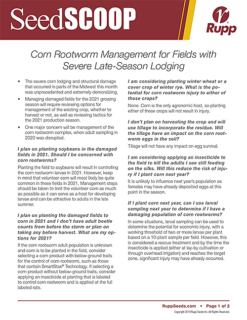 Screen shot image of SeedSCOOP publication discussing corn rootworm management for fields with severe late-season lodging.