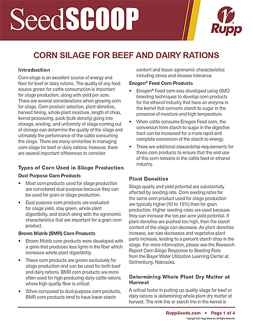 Screen shot image of SeedSCOOP publication discussing corn silage for beef and dairy rations.