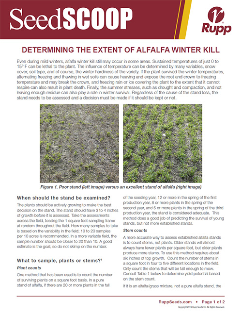 Screen shot image of SeedSCOOP publication discussing determining the extent of alfalfa winter kill.