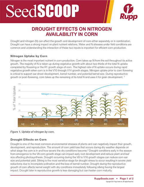 Screen shot image of SeedSCOOP publication discussing drought effects on nitrogen availability in corn.
