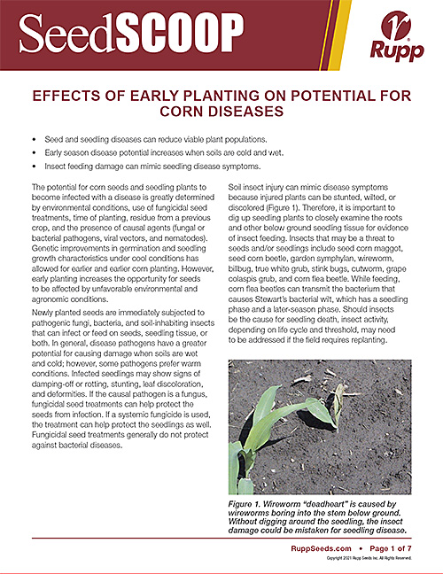Screen shot image of SeedSCOOP publication discussing the effects of early planting on potential for corn diseases.