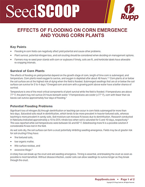 Screen shot image of SeedSCOOP publication discussing the effects of flooding on corn emergence and young corn plants.