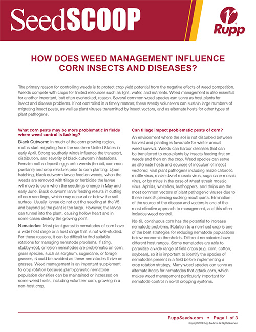 Screen shot image of SeedSCOOP publication how weed management influences corn and insect diseases.