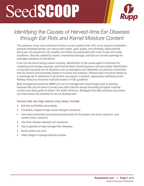 Screen shot image of SeedSCOOP publication discussing identifying the causes of harvest-time ear diseases through ear rots and kernel moisture content.