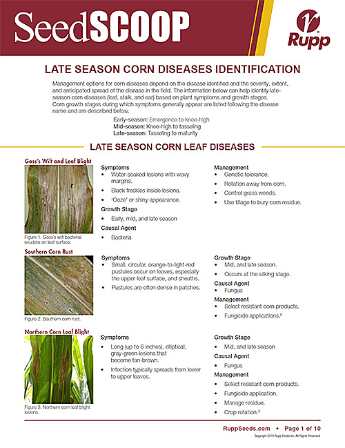 Screen shot image of SeedSCOOP publication discussing late season corn disease identification.