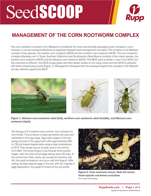 Screen shot image of SeedSCOOP publication discussing the management of the corn rootworm complex.