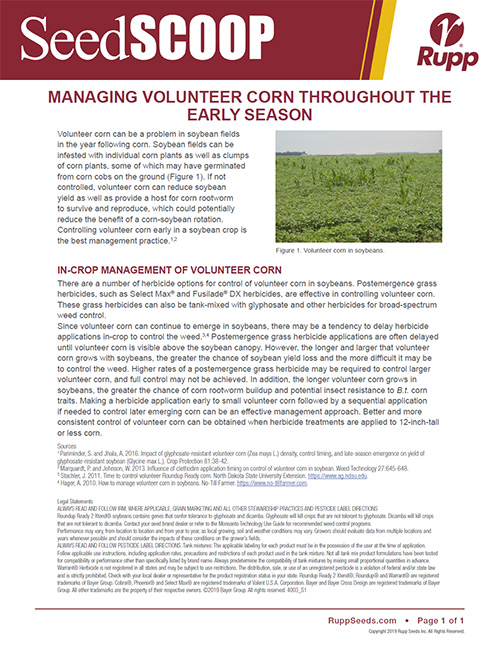 Screen shot image of SeedSCOOP publication discussing managing volunteer corn throughout the early season.