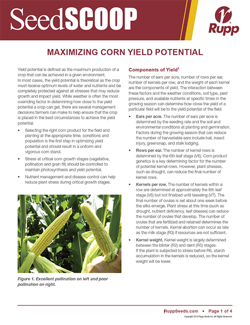 Screen shot image of SeedSCOOP publication discussing how to maximize your corn yield potential.