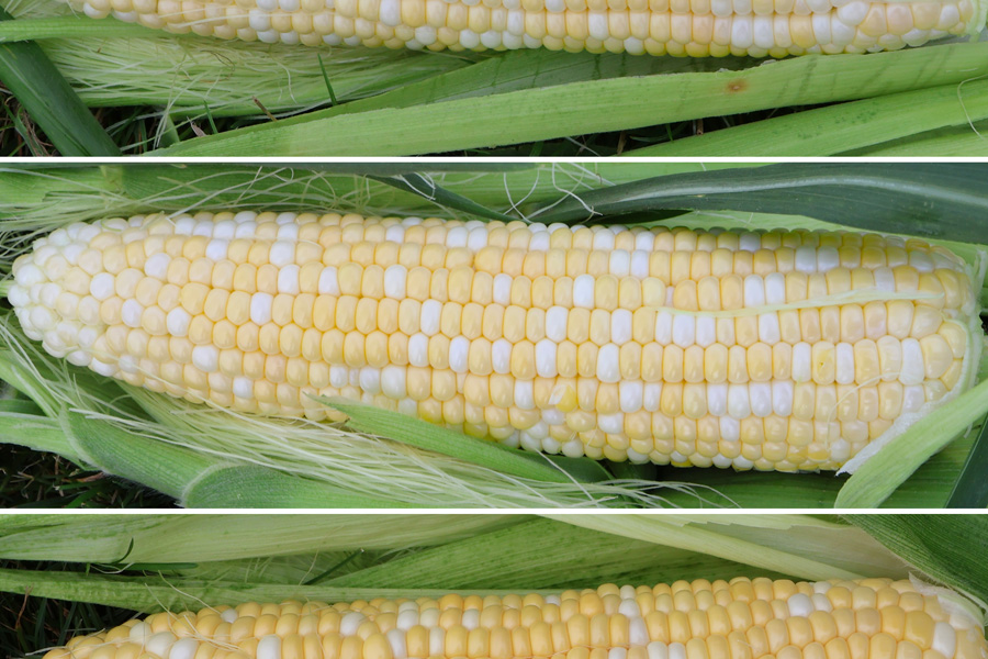 A bi-color SH2 sweet corn opened to expose the kernels at peak maturity