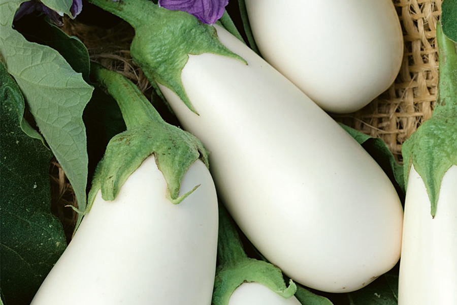 White Star Eggplant Products Vegetables Rupp Seeds