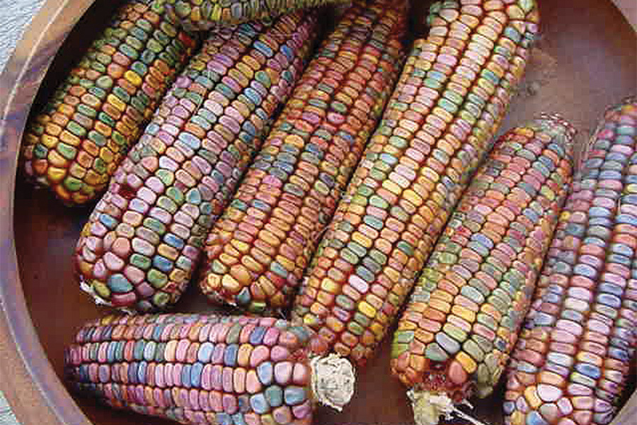 Earth Tones | Ornamental Corn | Corn | Products | Vegetables | Rupp Seeds
