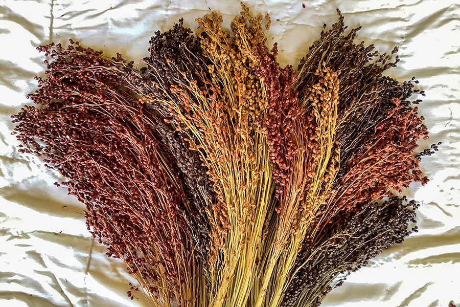 Broom Corn Sorghum Blend | Ornamental Sorghum / Broomcorn | Products |  Vegetables | Rupp Seeds