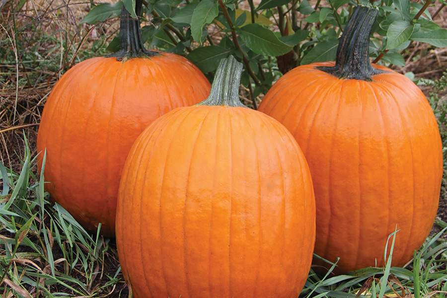 Orange Rave | Large | Pumpkins | Products | Vegetables | Rupp Seeds